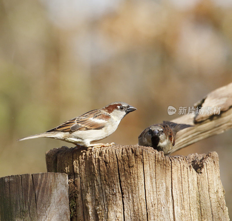 家麻雀(Passer domesticus)雄性